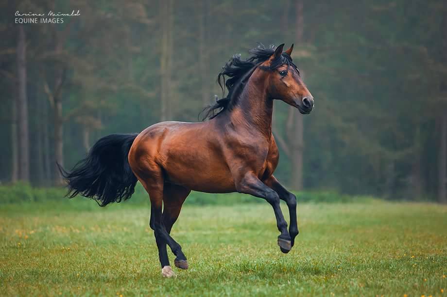 Horse Photographer Carina Maiwald, Germany